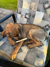 TACO, Hund, Mischlingshund in Kürten - Bild 10