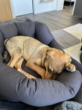 TACO, Hund, Mischlingshund in Kürten - Bild 11