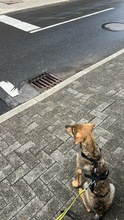 TACO, Hund, Mischlingshund in Kürten - Bild 12