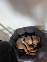 TACO, Hund, Mischlingshund in Kürten - Bild 2