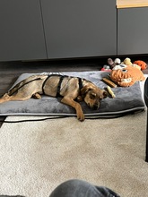 TACO, Hund, Mischlingshund in Kürten - Bild 3