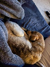 TACO, Hund, Mischlingshund in Kürten - Bild 4