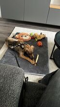 TACO, Hund, Mischlingshund in Kürten - Bild 5