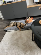 TACO, Hund, Mischlingshund in Kürten - Bild 6