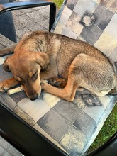 TACO, Hund, Mischlingshund in Kürten - Bild 7