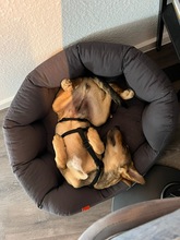 TACO, Hund, Mischlingshund in Kürten - Bild 8