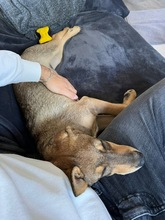 TACO, Hund, Mischlingshund in Kürten - Bild 9
