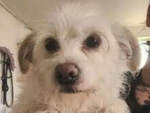 SUSI, Hund, Mischlingshund in Rumänien - Bild 1