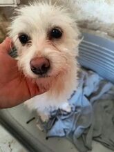 SUSI, Hund, Mischlingshund in Rumänien - Bild 3
