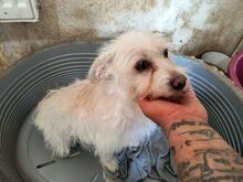 SUSI, Hund, Mischlingshund in Rumänien - Bild 4