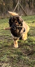 PAULI, Hund, Mischlingshund in Kropp - Bild 1