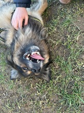 PAULI, Hund, Mischlingshund in Kropp - Bild 2