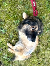 PAULI, Hund, Mischlingshund in Kropp - Bild 4