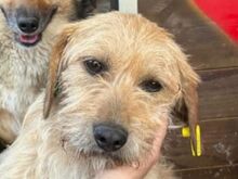 BUCKY, Hund, Mischlingshund in Rumänien - Bild 1