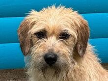 BUCKY, Hund, Mischlingshund in Rösrath - Bild 1