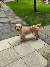 BUCKY, Hund, Mischlingshund in Rösrath - Bild 2