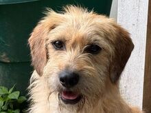 BUCKY, Hund, Mischlingshund in Rösrath - Bild 3