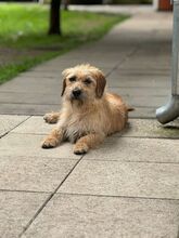 BUCKY, Hund, Mischlingshund in Rösrath - Bild 4