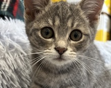 BIBI, Katze, Hauskatze in Ukraine