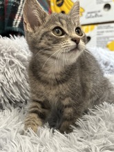 BIBI, Katze, Hauskatze in Ukraine - Bild 2