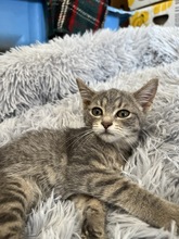 BIBI, Katze, Hauskatze in Ukraine - Bild 3