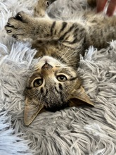 LENNY, Katze, Hauskatze in Ungarn - Bild 2