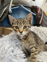 LENNY, Katze, Hauskatze in Ungarn - Bild 3