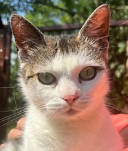 NATI, Katze, Hauskatze in Ungarn - Bild 1