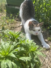 NATI, Katze, Hauskatze in Ungarn - Bild 2