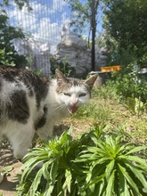 NATI, Katze, Hauskatze in Ungarn - Bild 3