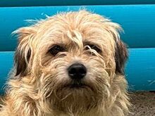 BESUNI, Hund, Mischlingshund in Rösrath - Bild 1