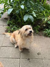 BESUNI, Hund, Mischlingshund in Rösrath - Bild 10