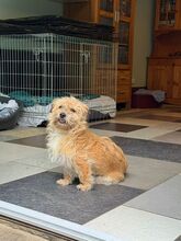 BESUNI, Hund, Mischlingshund in Rösrath - Bild 2
