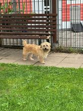 BESUNI, Hund, Mischlingshund in Rösrath - Bild 3