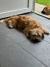 BESUNI, Hund, Mischlingshund in Rösrath - Bild 4