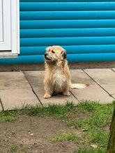 BESUNI, Hund, Mischlingshund in Rösrath - Bild 5