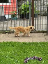 BESUNI, Hund, Mischlingshund in Rösrath - Bild 6
