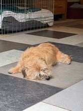 BESUNI, Hund, Mischlingshund in Rösrath - Bild 7