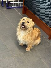 BESUNI, Hund, Mischlingshund in Rösrath - Bild 8