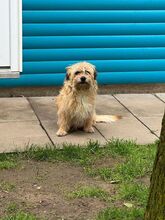 BESUNI, Hund, Mischlingshund in Rösrath - Bild 9