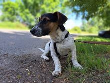 ALLAN, Hund, Mischlingshund in Ungarn - Bild 1