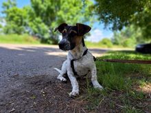 ALLAN, Hund, Mischlingshund in Ungarn - Bild 2