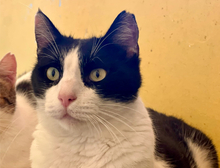 ANDREAS, Katze, Hauskatze in Griechenland - Bild 1