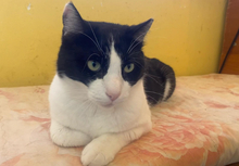 ANDREAS, Katze, Hauskatze in Griechenland - Bild 2