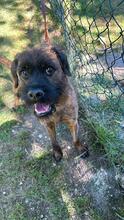 TOMSAWYER, Hund, Mischlingshund in Italien - Bild 1