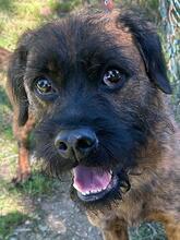 TOMSAWYER, Hund, Mischlingshund in Italien - Bild 10