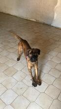 TOMSAWYER, Hund, Mischlingshund in Italien - Bild 11