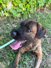 TOMSAWYER, Hund, Mischlingshund in Italien - Bild 2