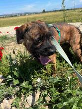 TOMSAWYER, Hund, Mischlingshund in Italien - Bild 3