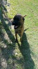 TOMSAWYER, Hund, Mischlingshund in Italien - Bild 4